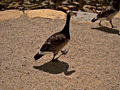 Geese water birds goose photo
