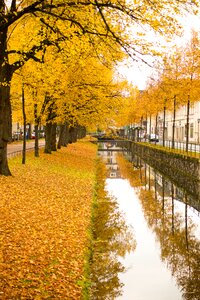 Fall foliage nature colors of autumn
