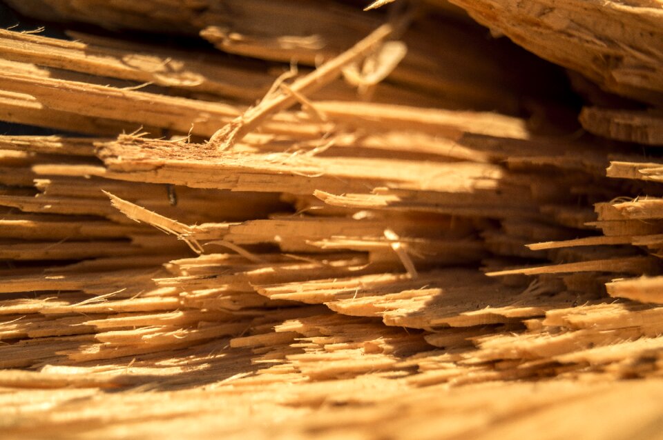 Kindling lena trunk