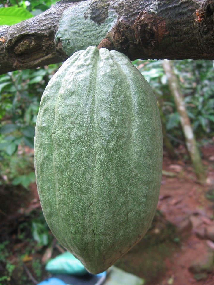 Cacao chocolate sweet