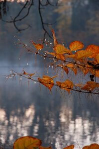Lake golden autumn fall foliage