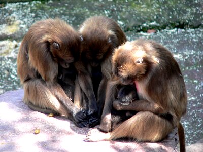 Ape monkey baby monkey family photo