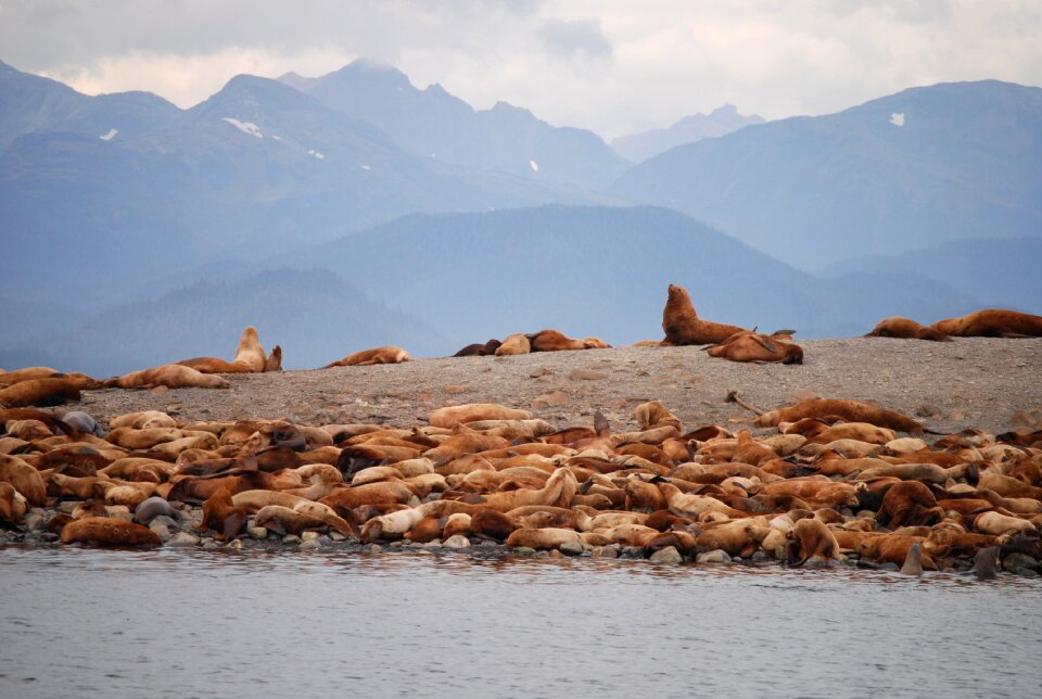 Alaska animals