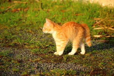 Young cat red cat domestic cat photo