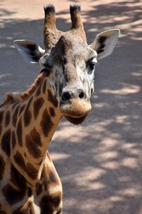Giraffe nature animals