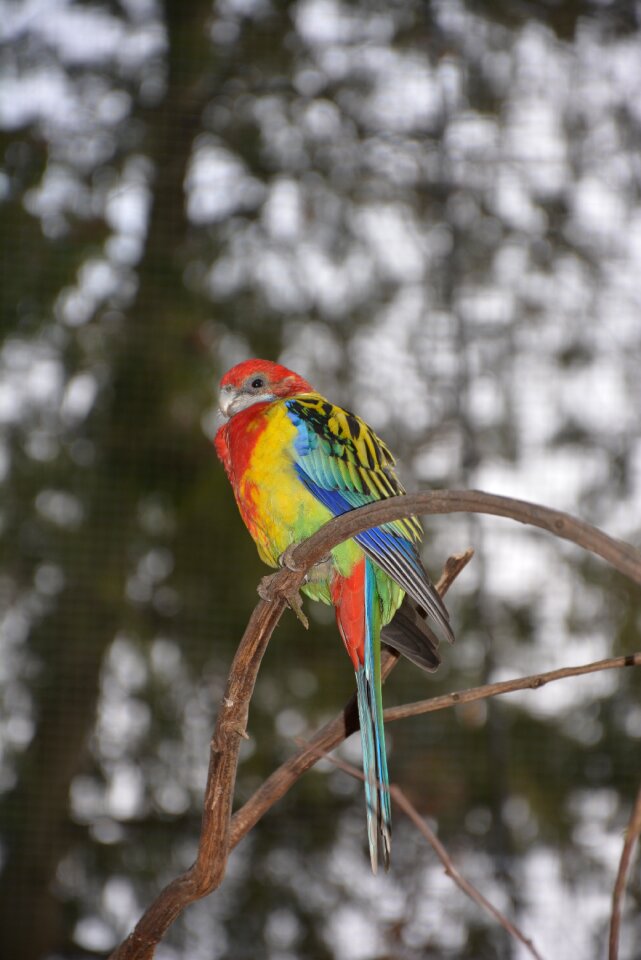 Bird plumage birds