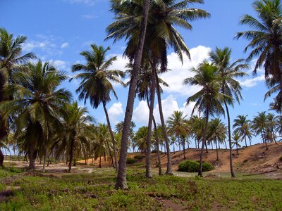 Cocoteraie holiday landscape