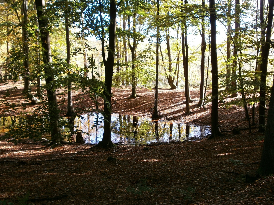 Autumn forest landscape