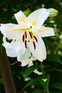 Plant nature floral
