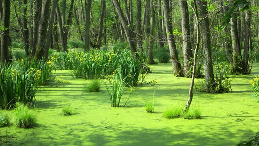 Forest baltic sea usedom