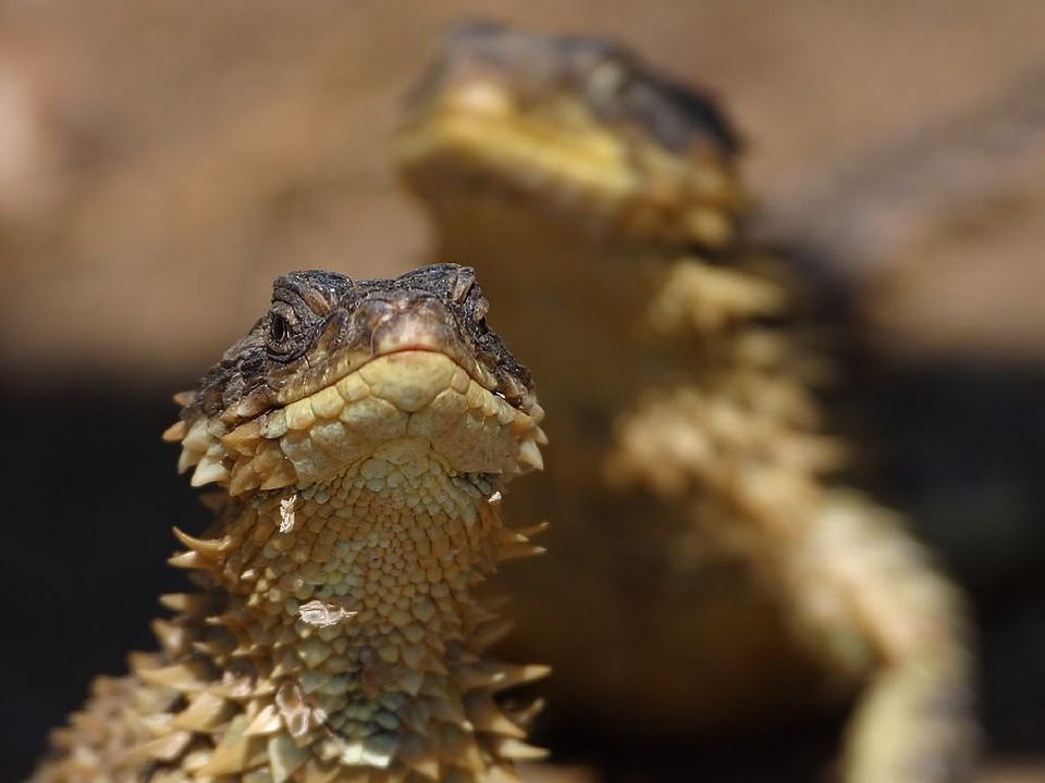 Dragon creature dragons