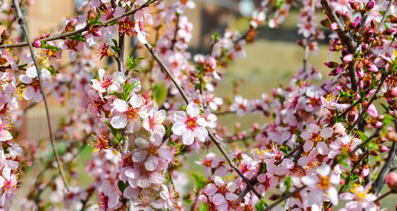 Spring blossom blooming