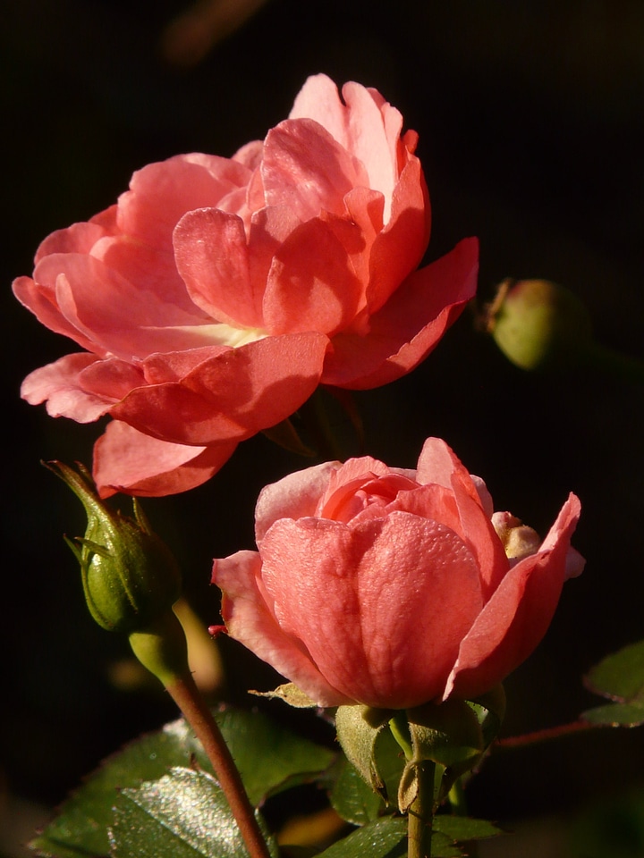 Bloom backlighting nature