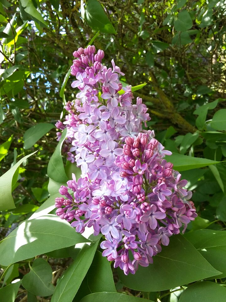 Lilac nature flower