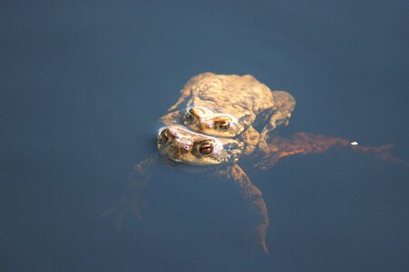 Toad amphibians pairing