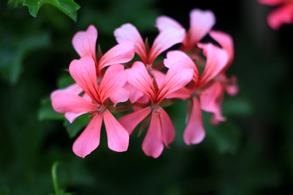 Spring plant flowers