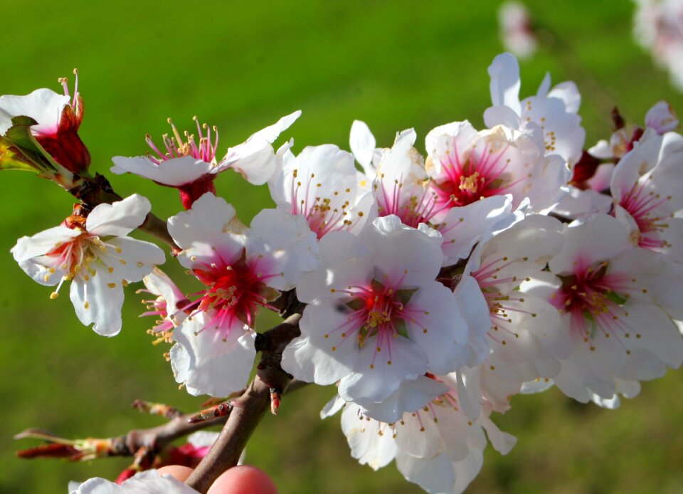Almond blossom landscape