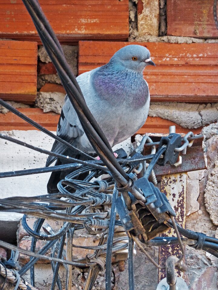 Cables moth hodgepodge