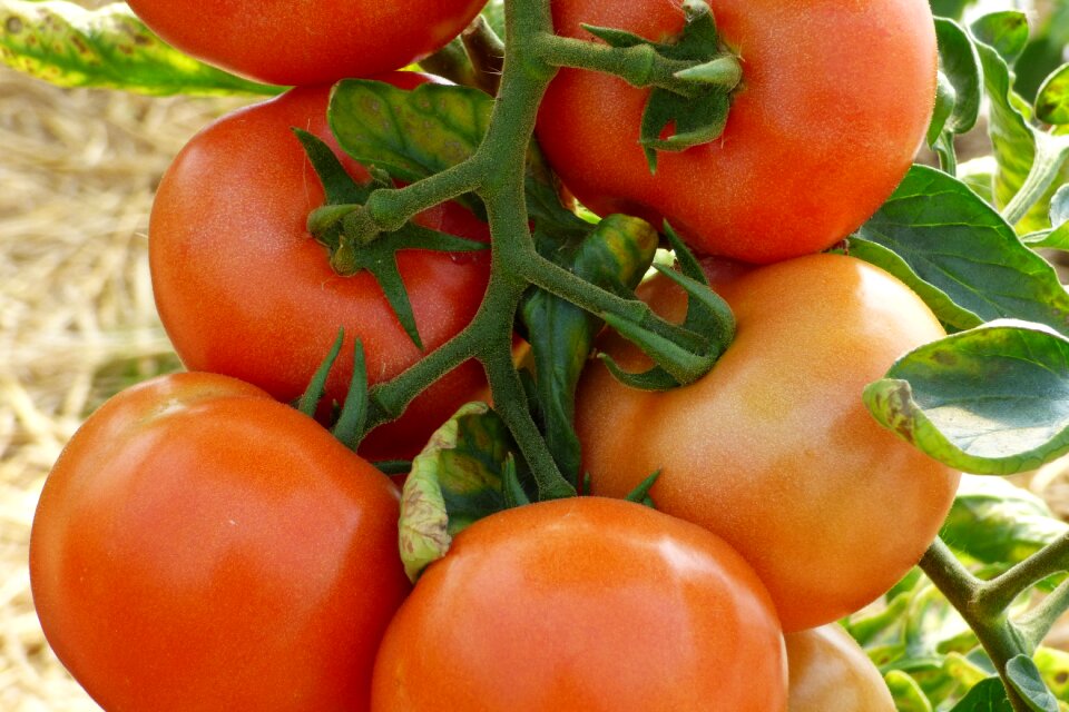 Vegetable colors red