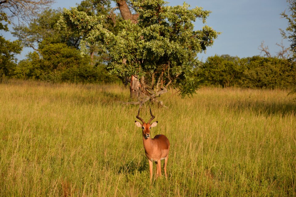 Springbok africa national park