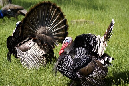 Thanksgiving bird
