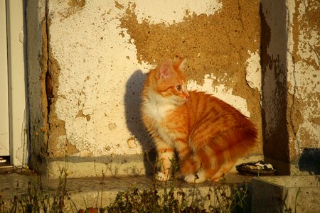 Young cat red cat mackerel