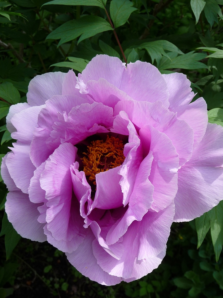 Spring flora pink