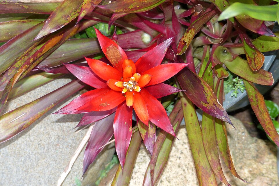 Bloom plant colorful