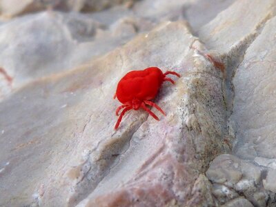 Red bug insect critter rock