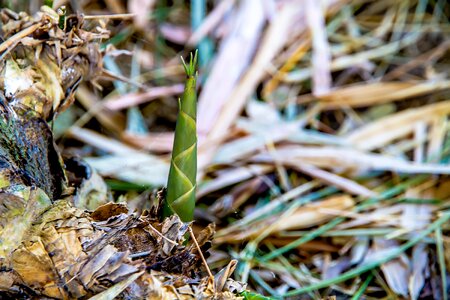 Bamboo bamboo shoot Free photos