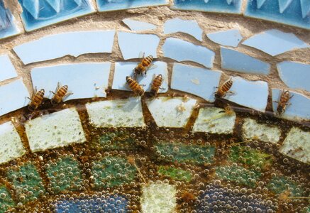 Pond mosaic bird