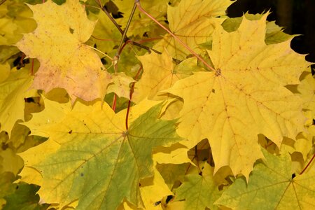 Nature autumn maple leaves