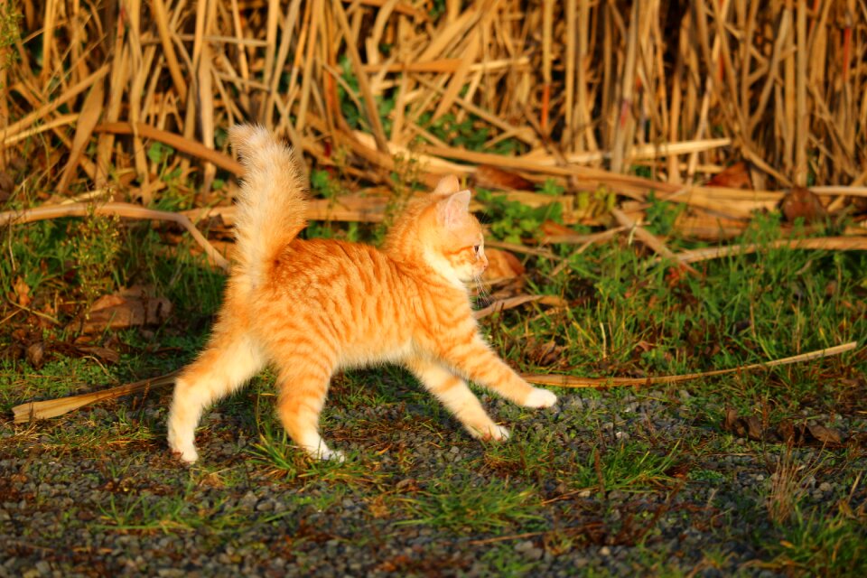 Young cat red cat domestic cat