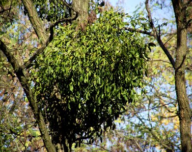 Nature tree harmful