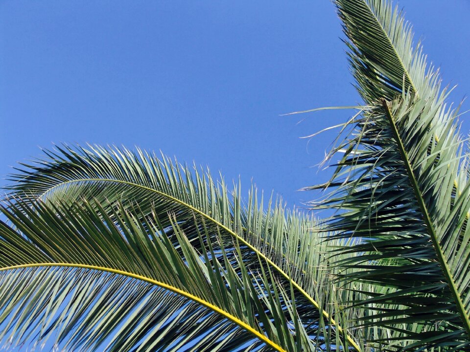 Summer heat nature