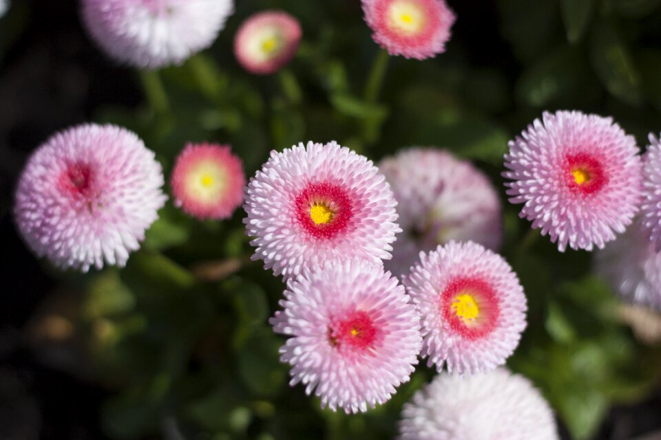 Plant close up nature photo