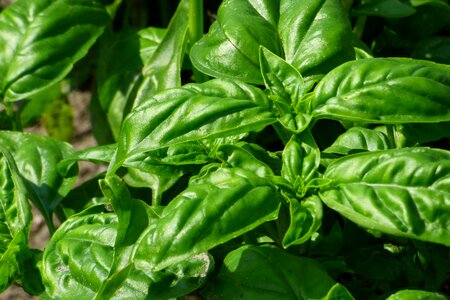 Fresh food plant