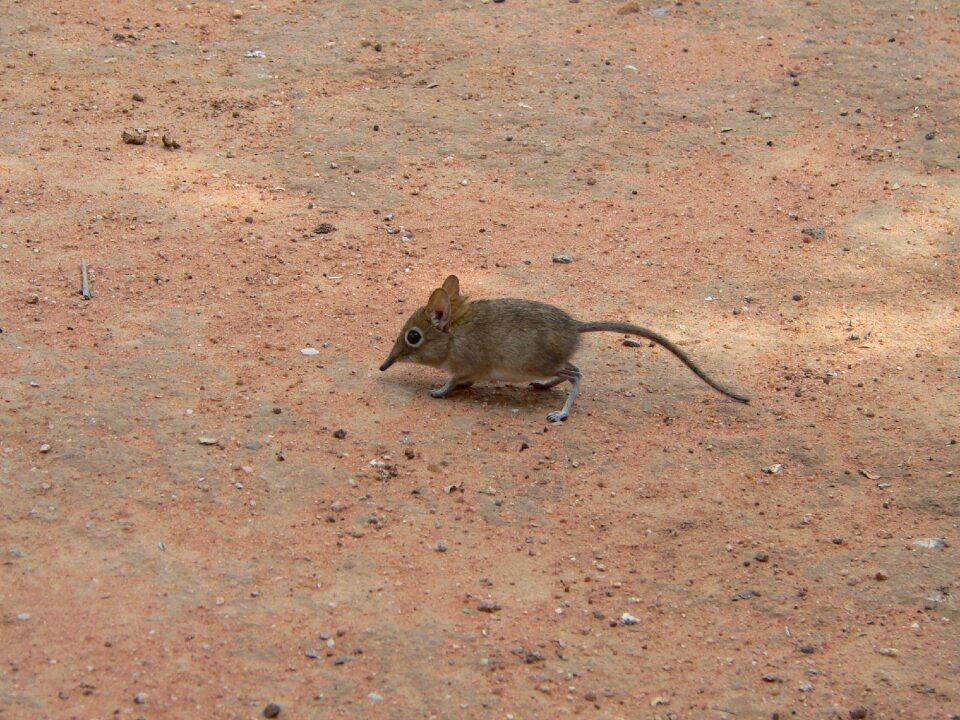 Elephant mouse africa sand
