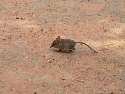 Elephant mouse africa sand