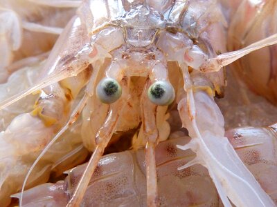 Galley crustacean eyes