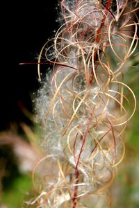 Nature close up fluffy