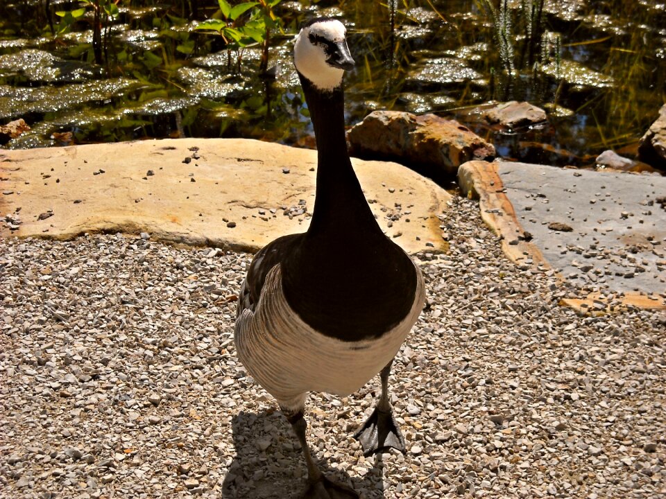 Geese water birds animal