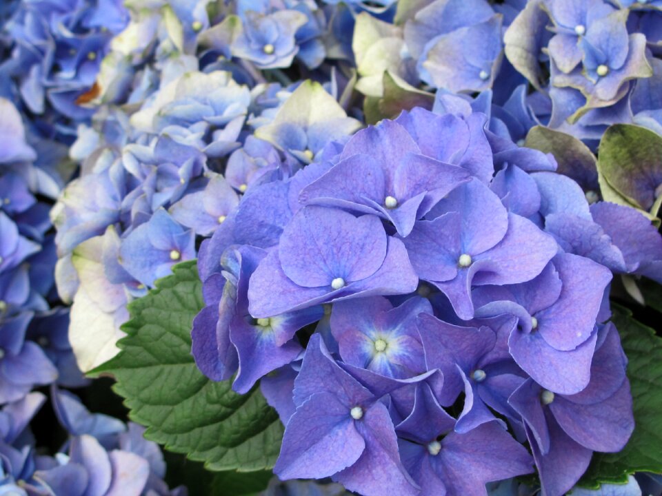 Romantic bouquet of flowers