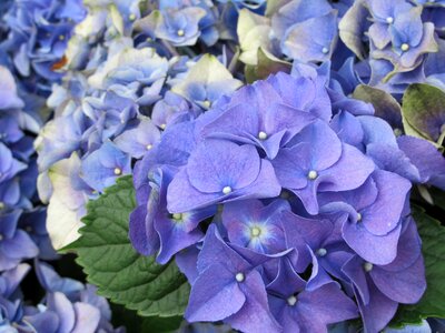 Romantic bouquet of flowers photo