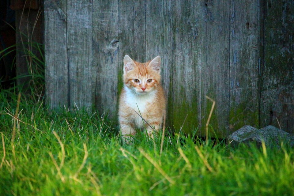 Cat baby young cat red cat