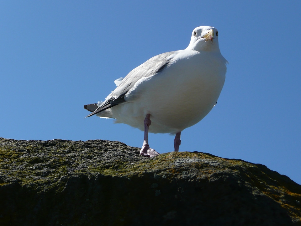 Ocean rock animal