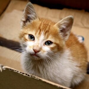 Ginger fur box homeless