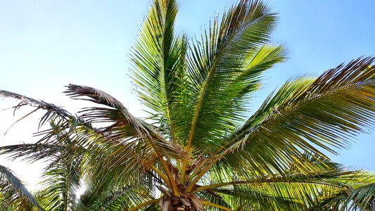 Palme palm coconuts photo
