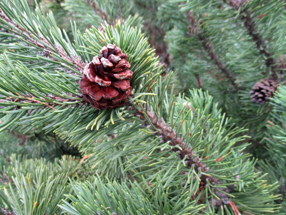 Christmas balls 1 advent