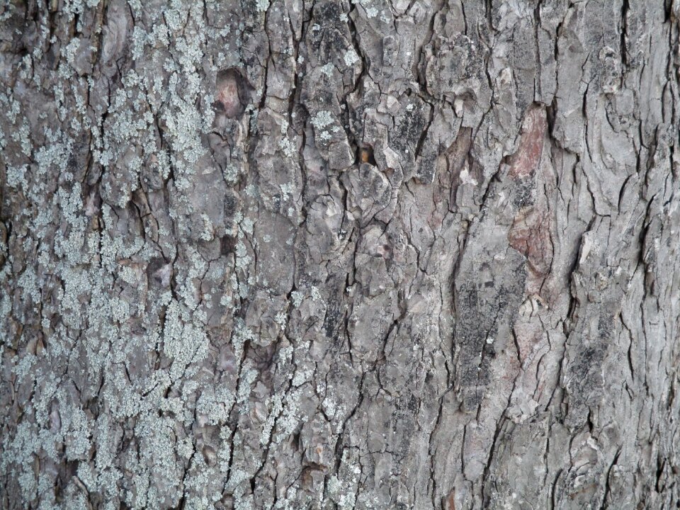 Tree bark nature